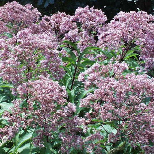 Eutrochium purpureum (Purple Joe-Pye Weed)