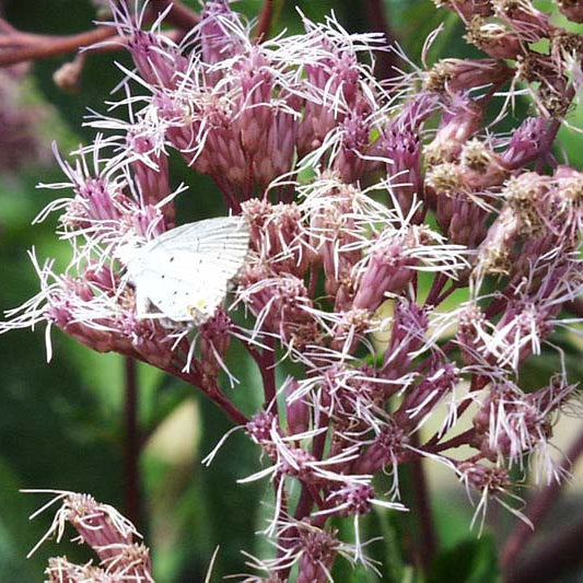 Eutrochium purpureum (Purple Joe-Pye Weed)