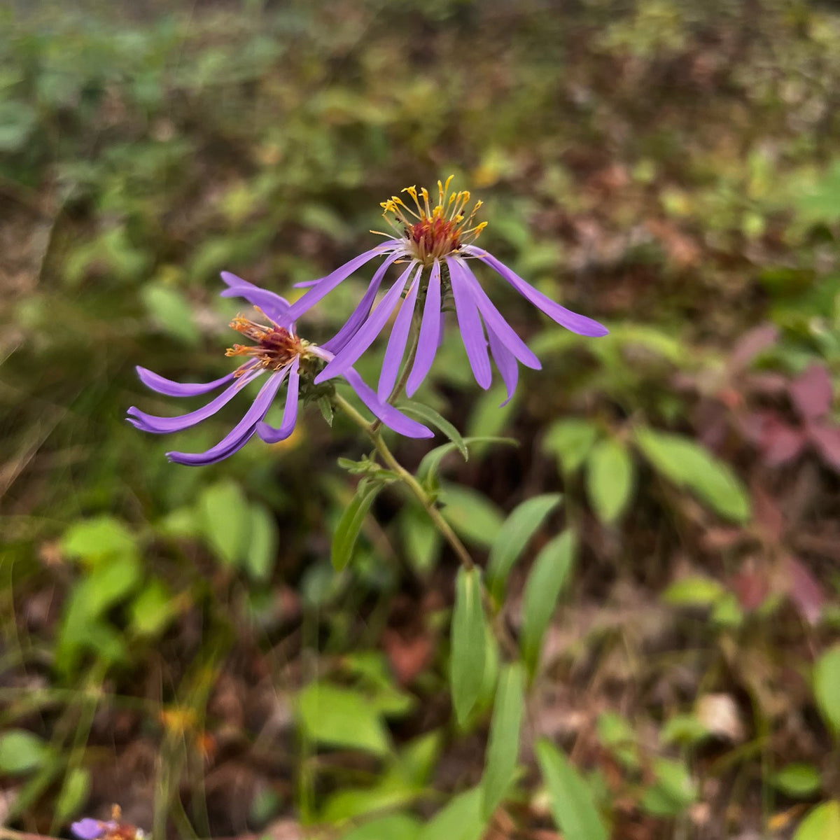 Eurybia spectabilis (Showy Aster)