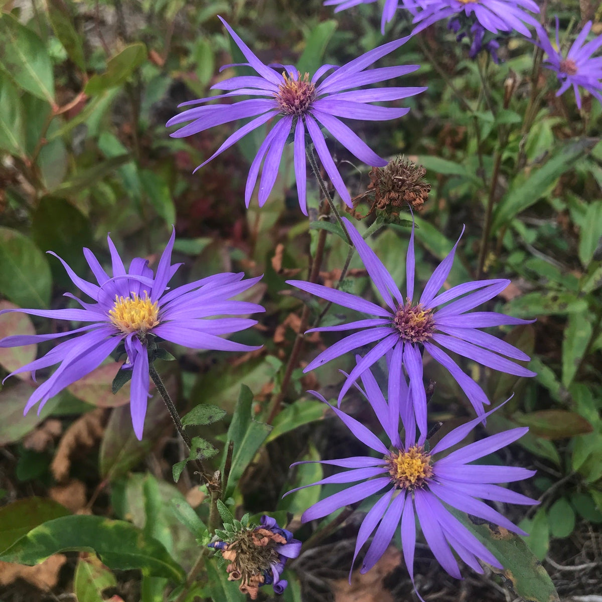 Eurybia spectabilis (Showy Aster)
