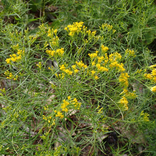 Euthamia caroliniana (Coastal Plain Grass-Leaved Goldenrod)
