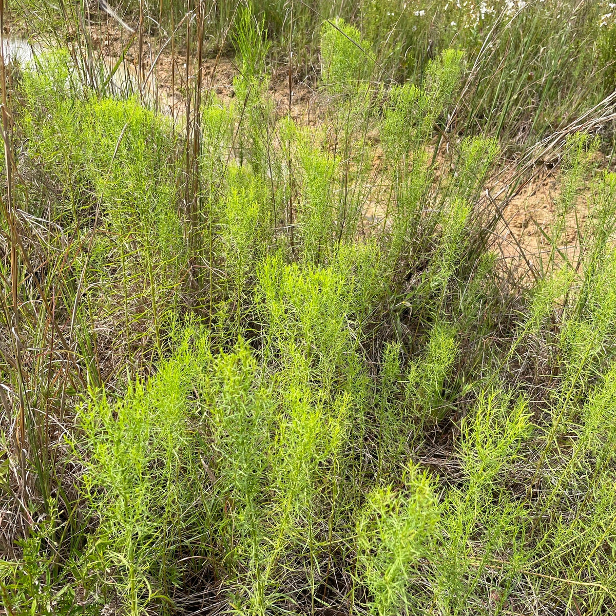Euthamia caroliniana (Coastal Plain Grass-Leaved Goldenrod)