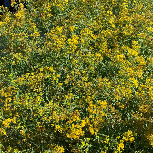 Euthamia graminifolia (Flat-Topped Goldenrod)