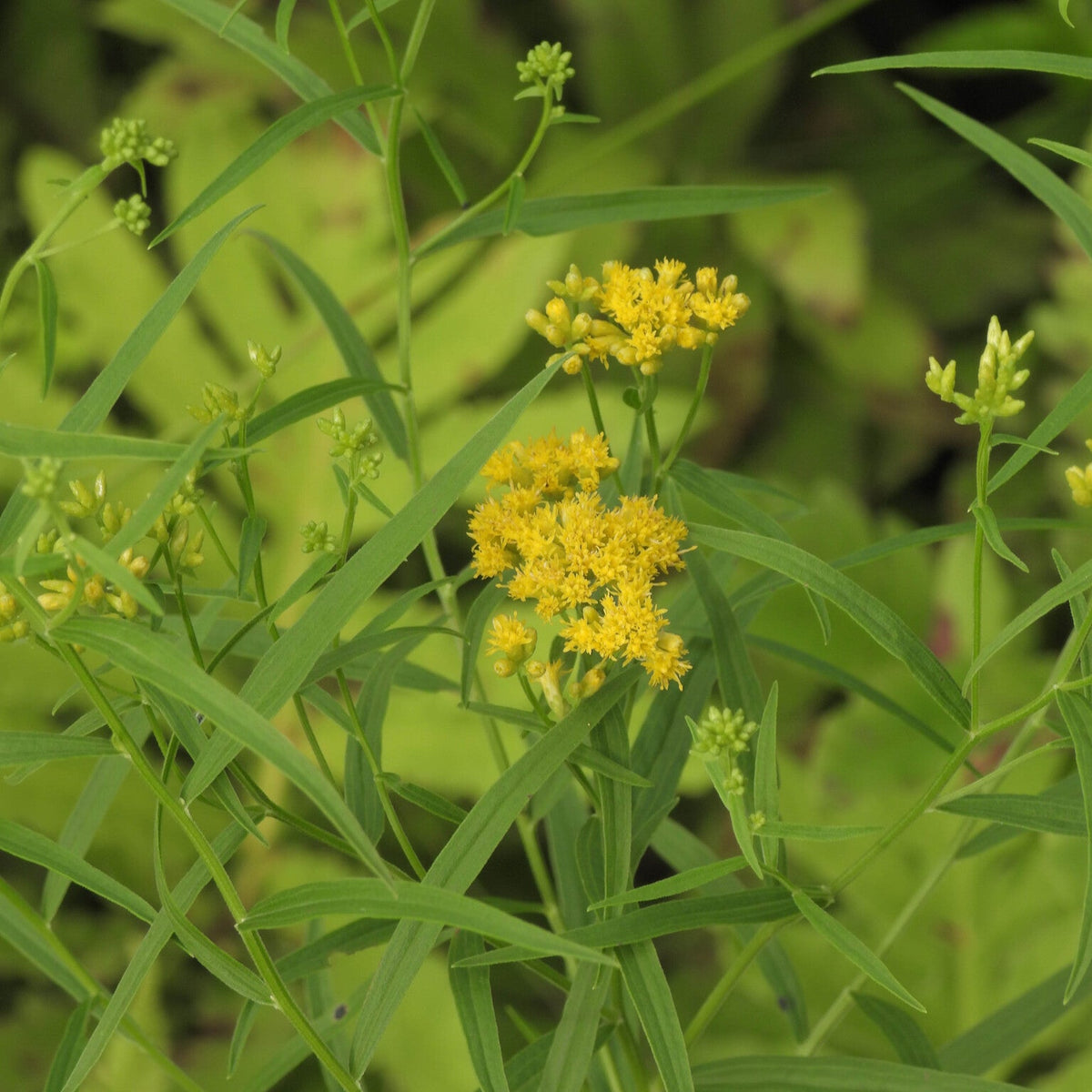 Euthamia graminifolia (Flat-Topped Goldenrod)