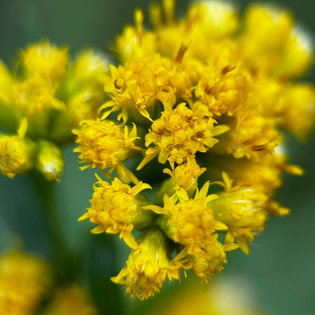 Euthamia graminifolia (Flat-Topped Goldenrod)
