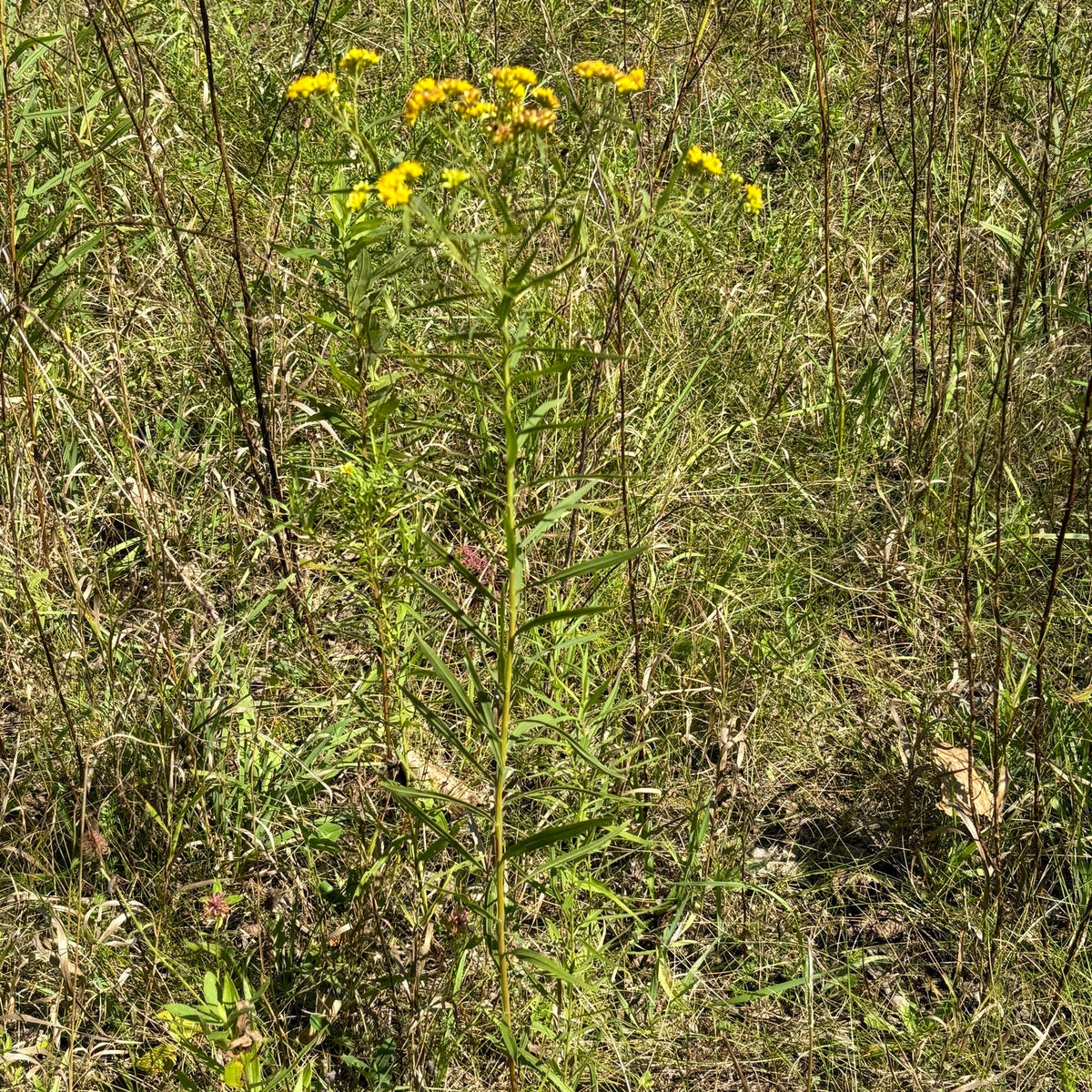 Euthamia graminifolia (Flat-Topped Goldenrod)