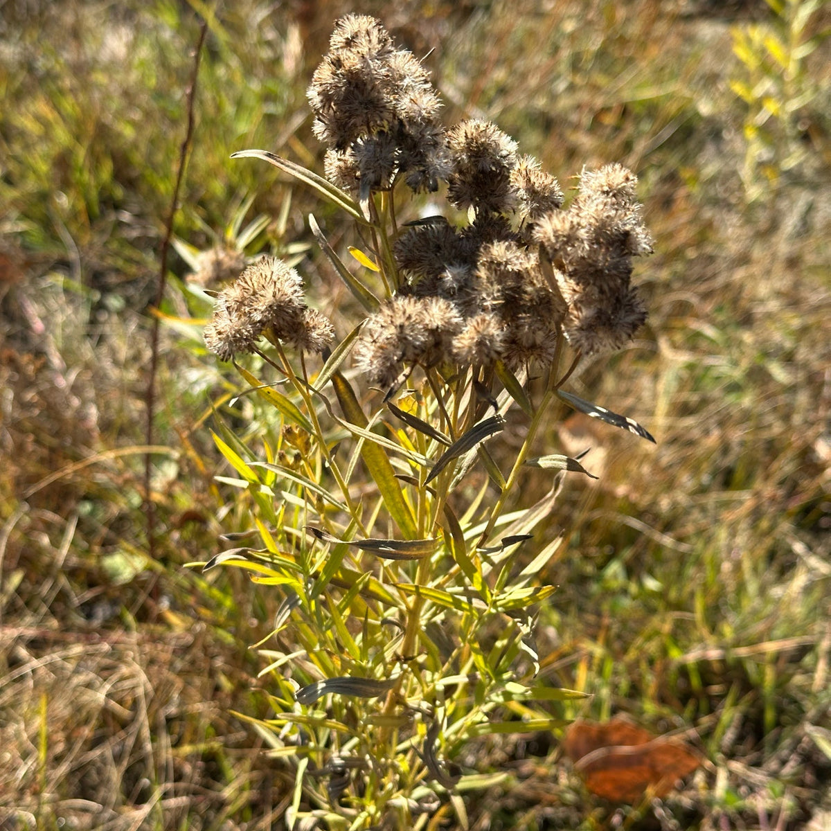 Euthamia graminifolia (Flat-Topped Goldenrod)