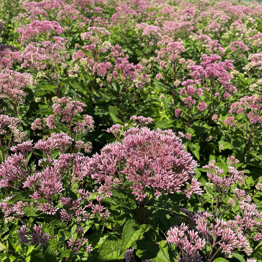 Eutrochium dubium (Coastal Joe-Pye Weed)