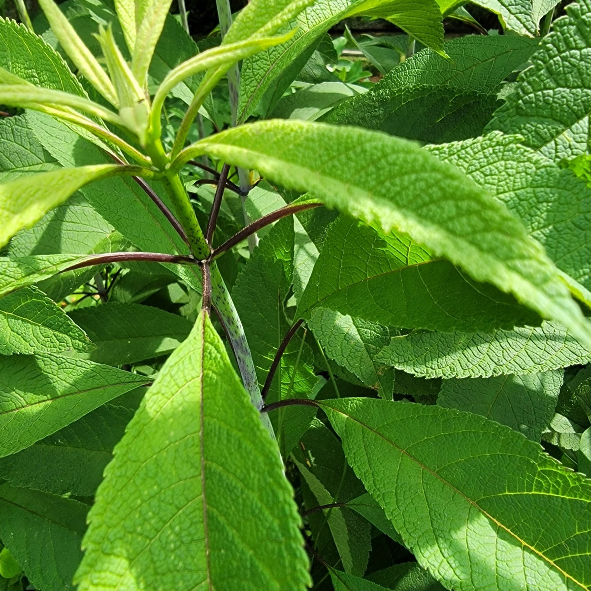 Eutrochium fistulosum (Trumpet Weed)