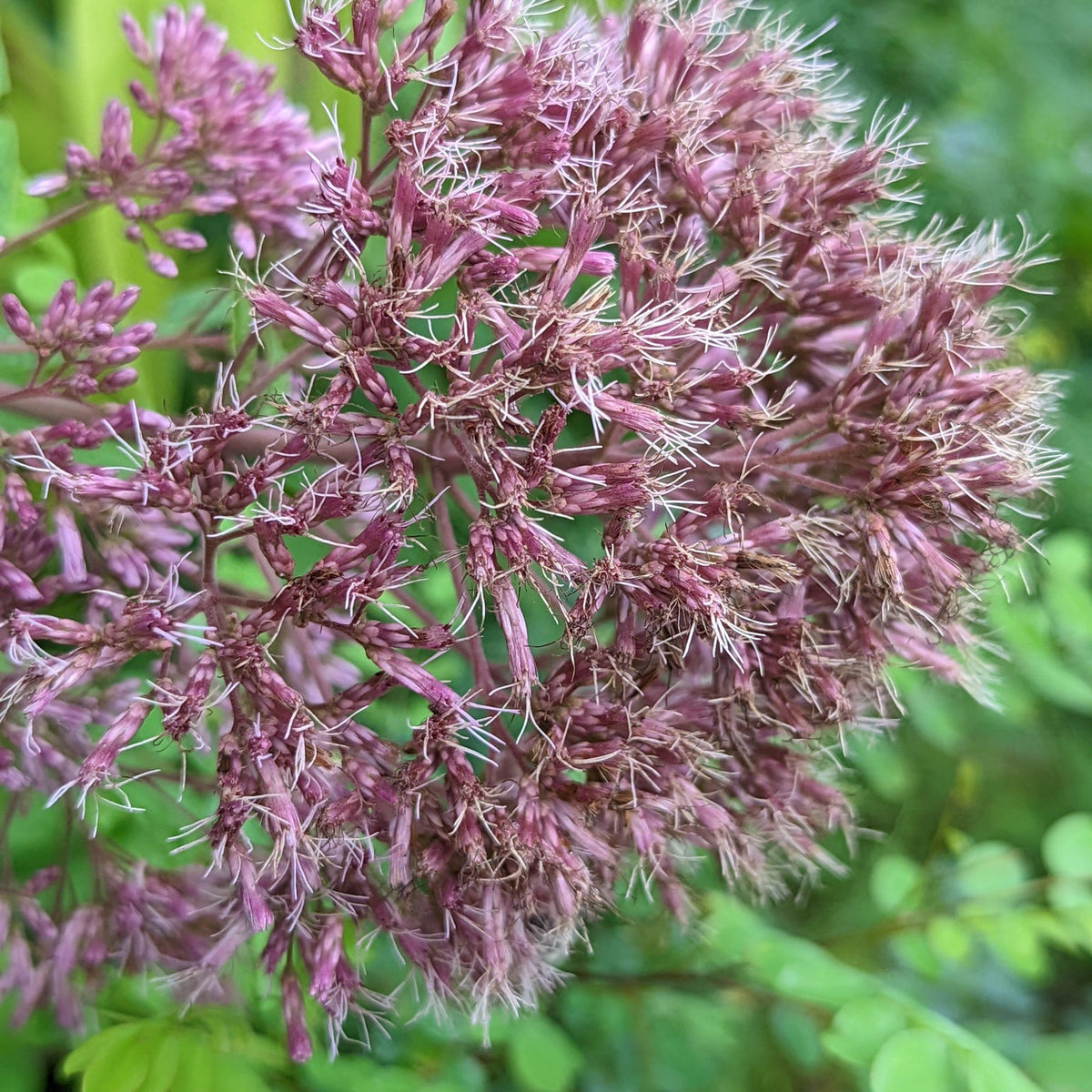Eutrochium fistulosum (Trumpet Weed)