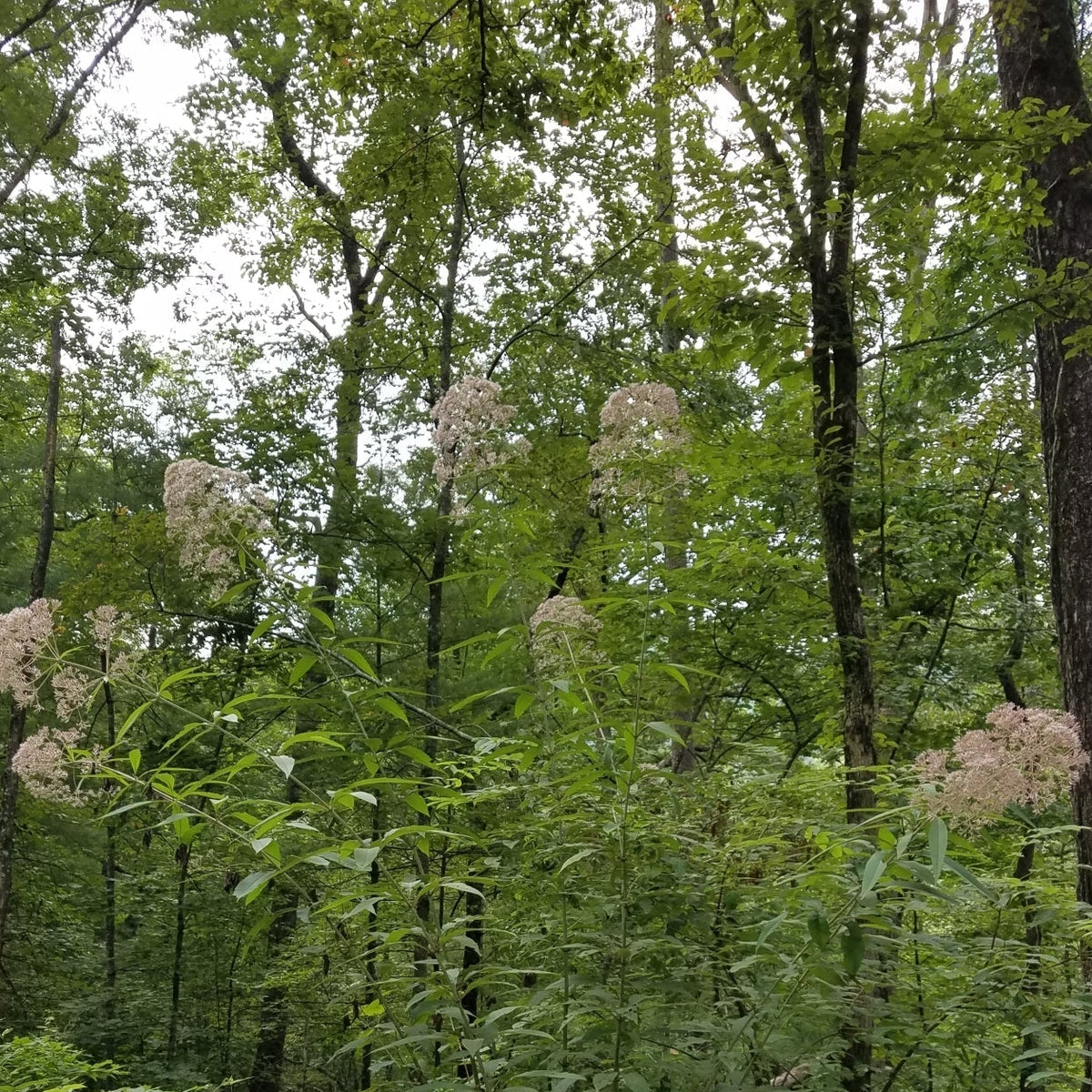 Eutrochium fistulosum (Trumpet Weed)