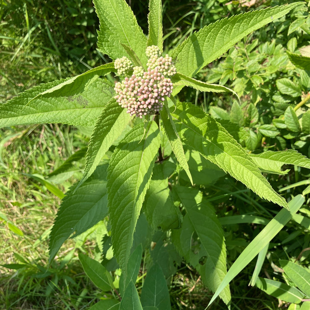 Eutrochium maculatum (Spotted Joe-Pye Weed)