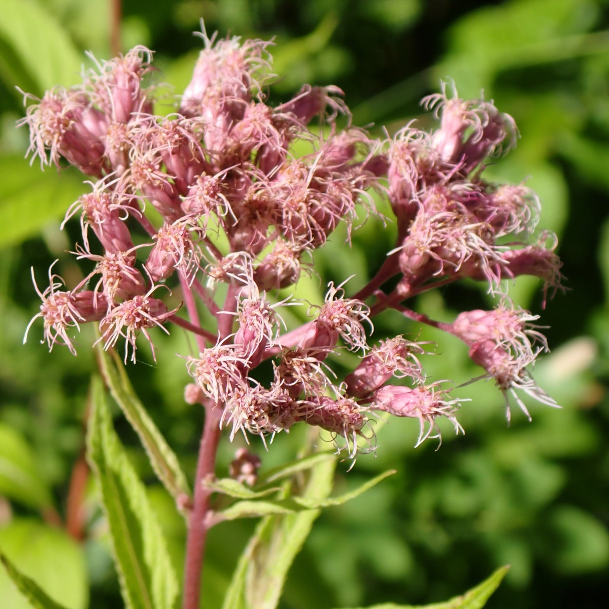 Eutrochium maculatum (Spotted Joe-Pye Weed)