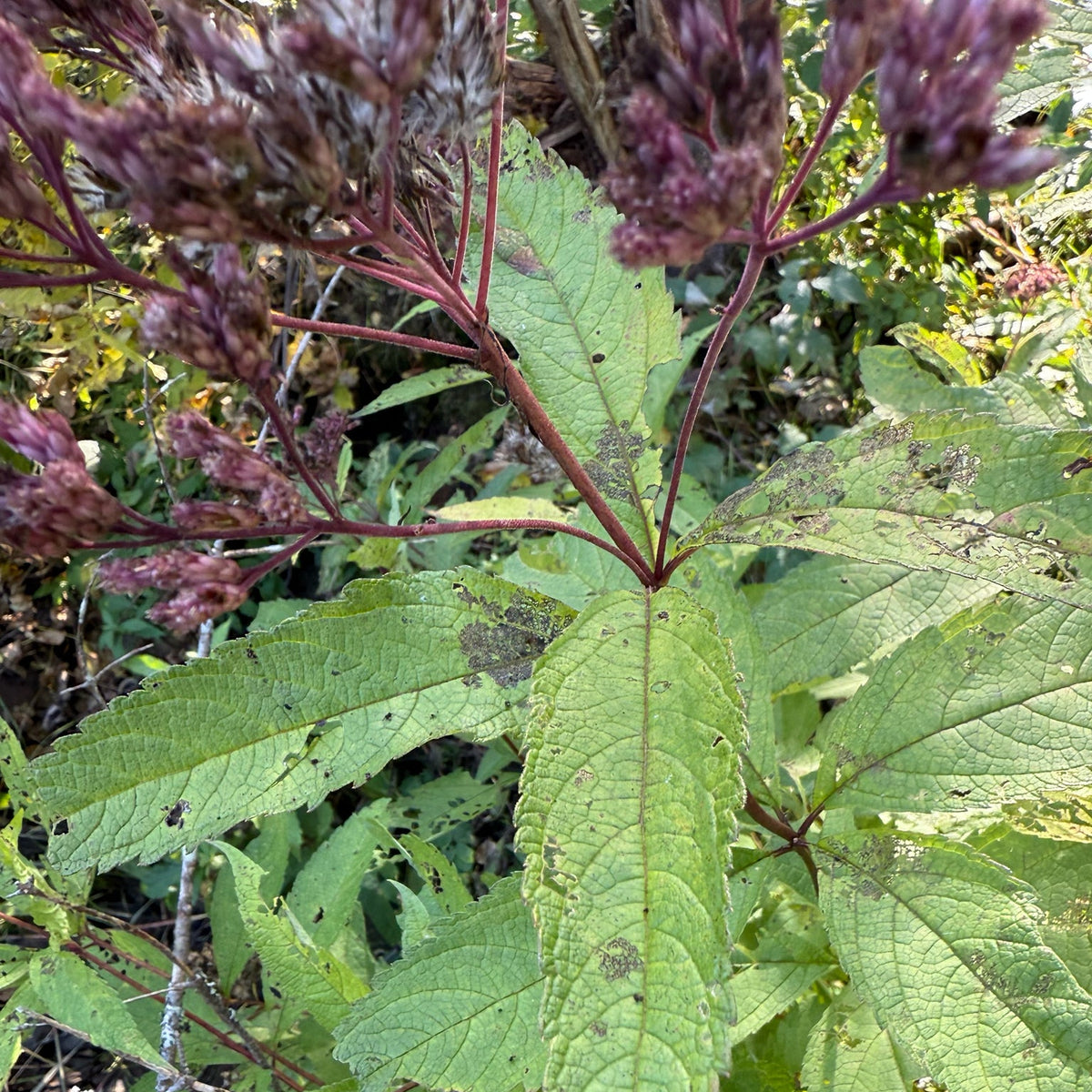 Eutrochium maculatum (Spotted Joe-Pye Weed)