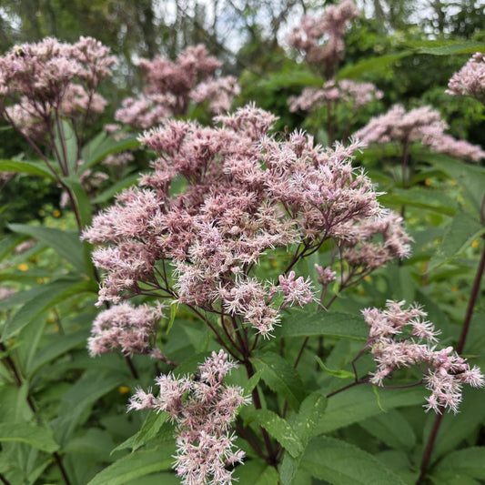 Eutrochium maculatum (Spotted Joe-Pye Weed)