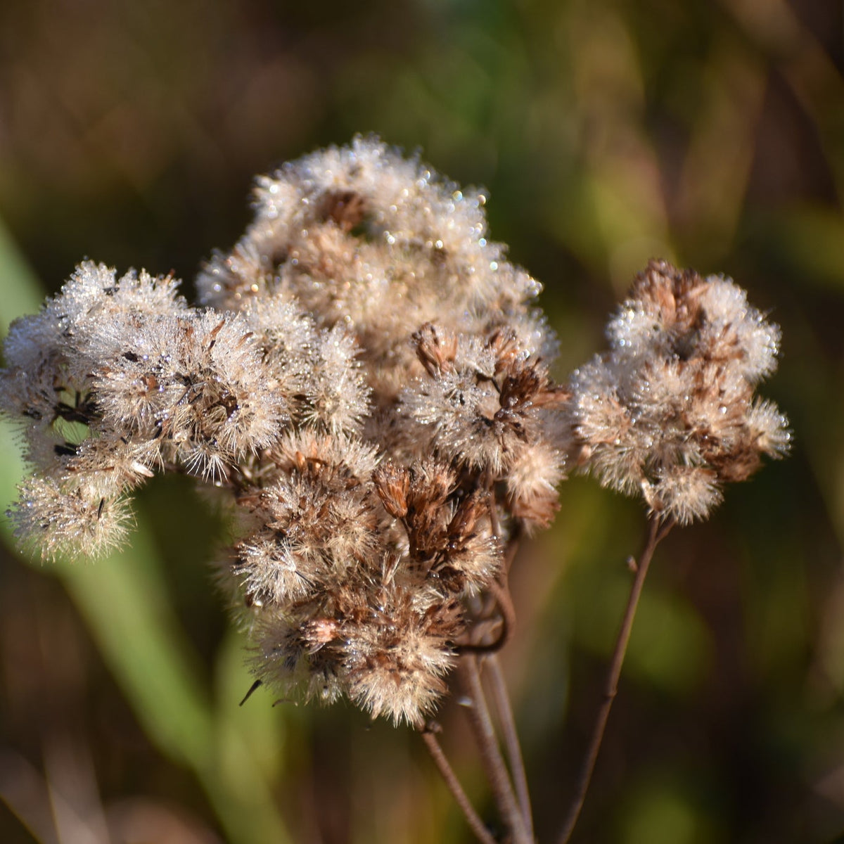 Eutrochium maculatum (Spotted Joe-Pye Weed)