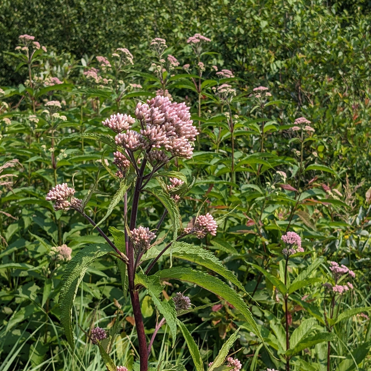 Eutrochium maculatum (Spotted Joe-Pye Weed)
