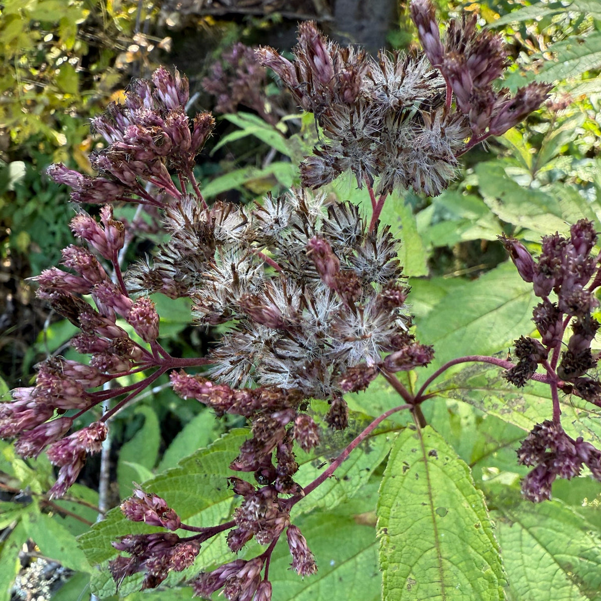 Eutrochium maculatum (Spotted Joe-Pye Weed)