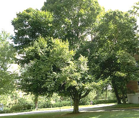 Fagus grandifolia (American Beech)