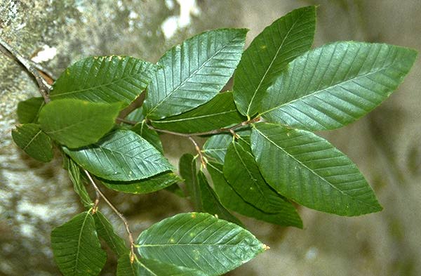 Fagus grandifolia (American Beech)