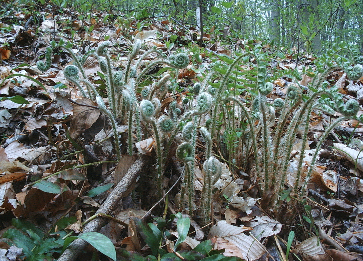 Polystichum acrostichoides (Christmas Fern)
