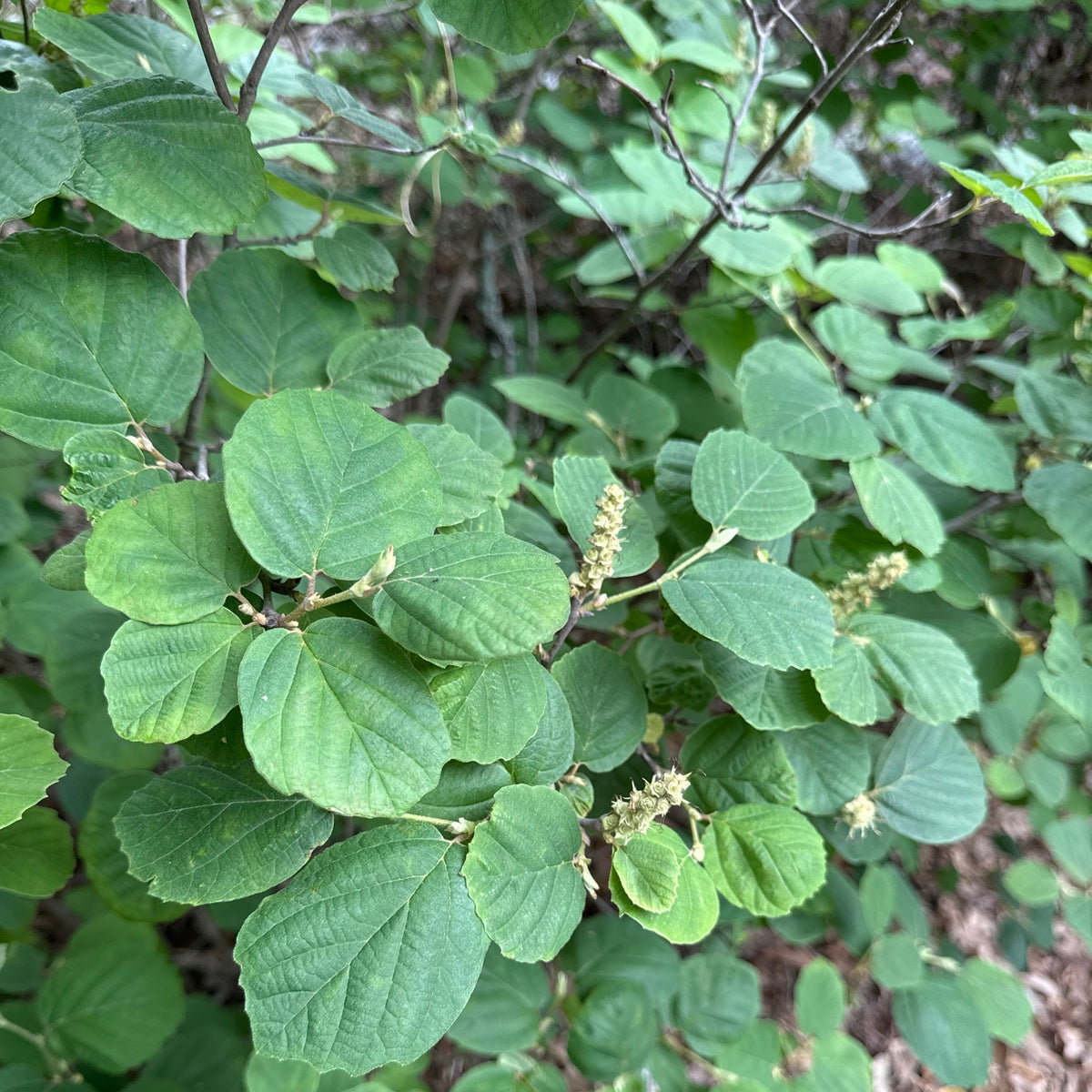 Fothergilla gardenii (Dwarf Fothergilla)