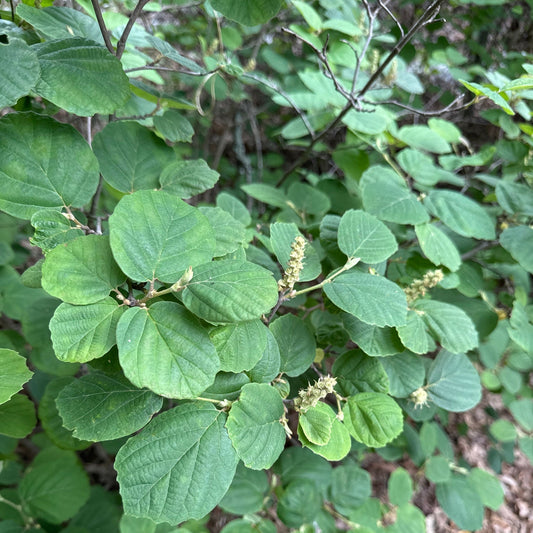 Fothergilla gardenii (Dwarf Fothergilla)