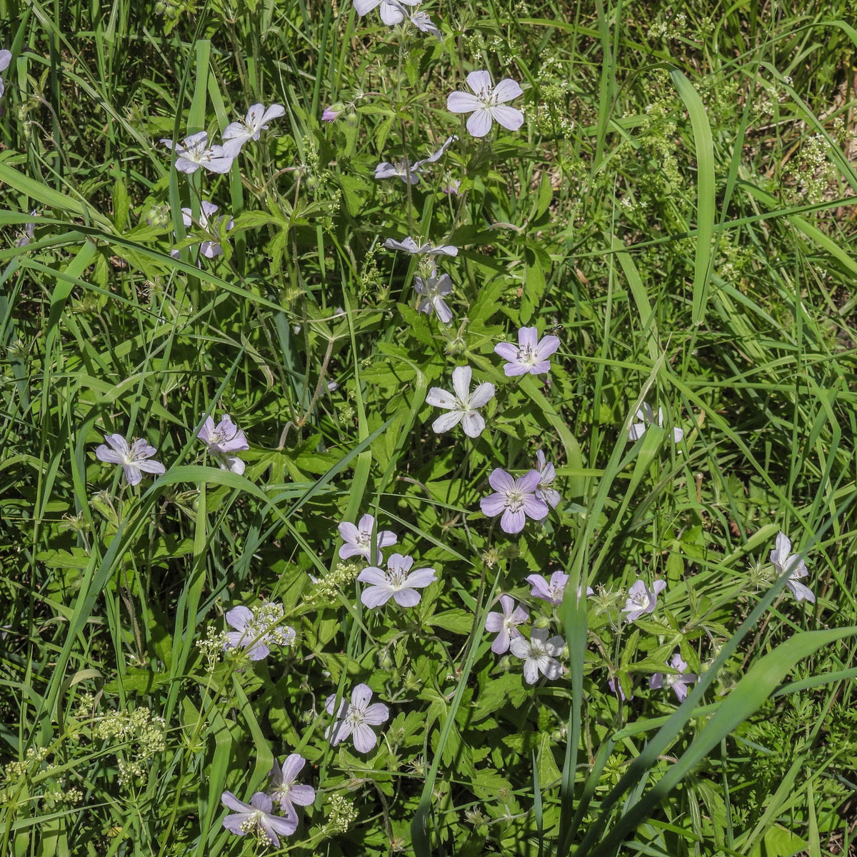 Geranium maculatum (Wild Geranium)