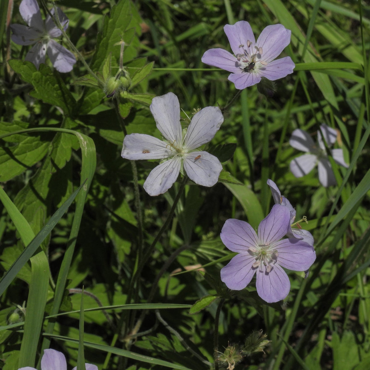 Geranium maculatum (Wild Geranium)