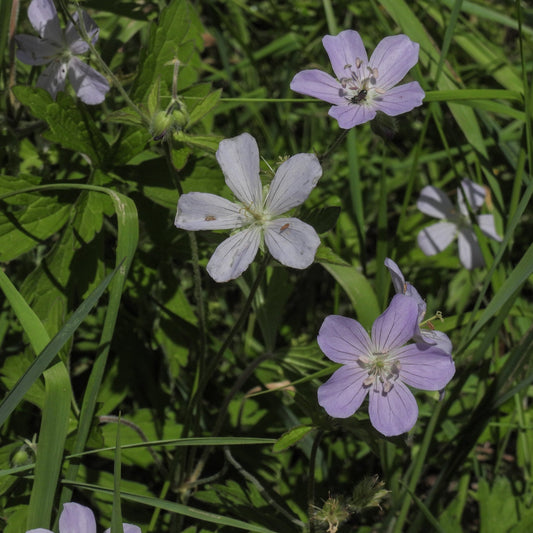Geranium maculatum (Wild Geranium)