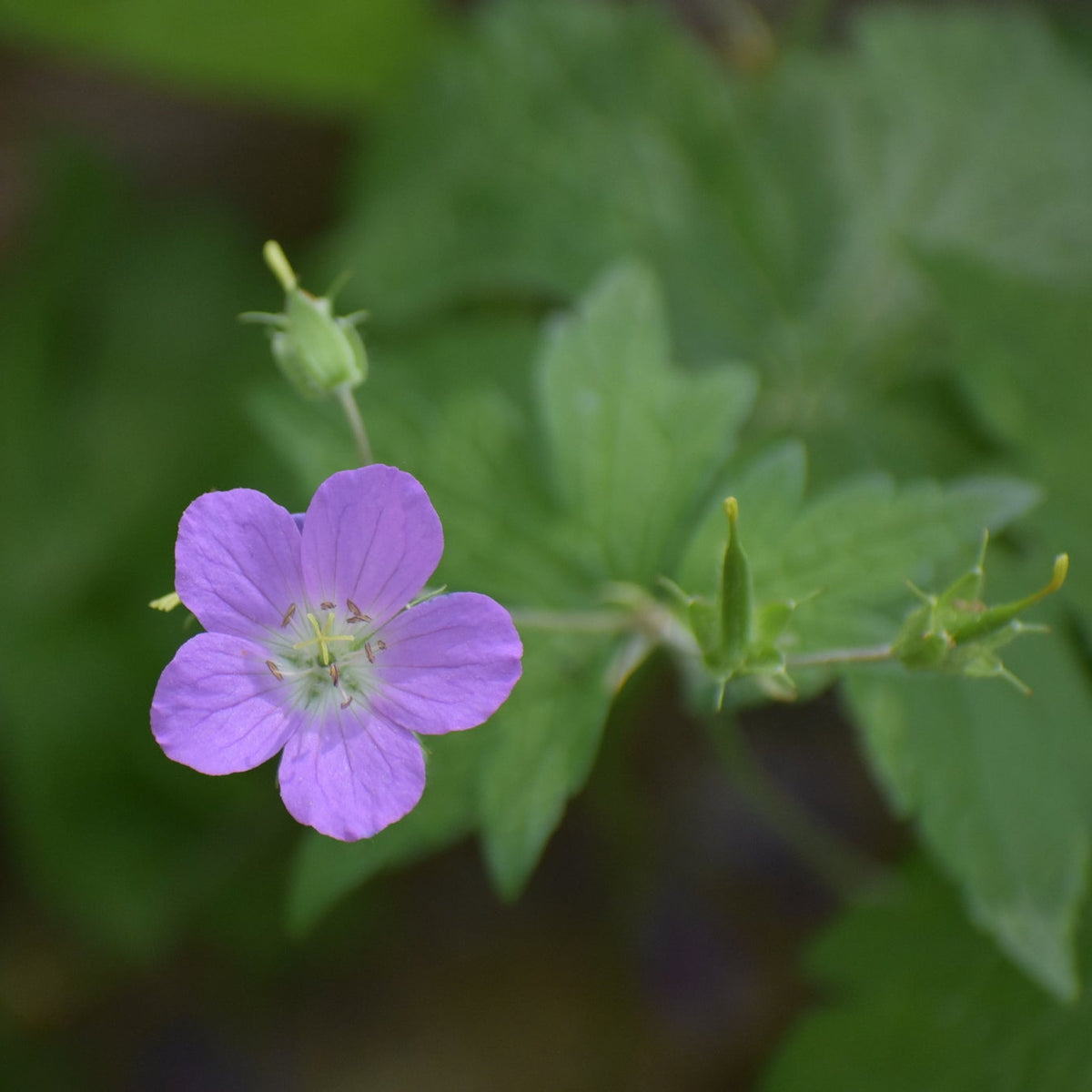 Geranium maculatum (Wild Geranium)