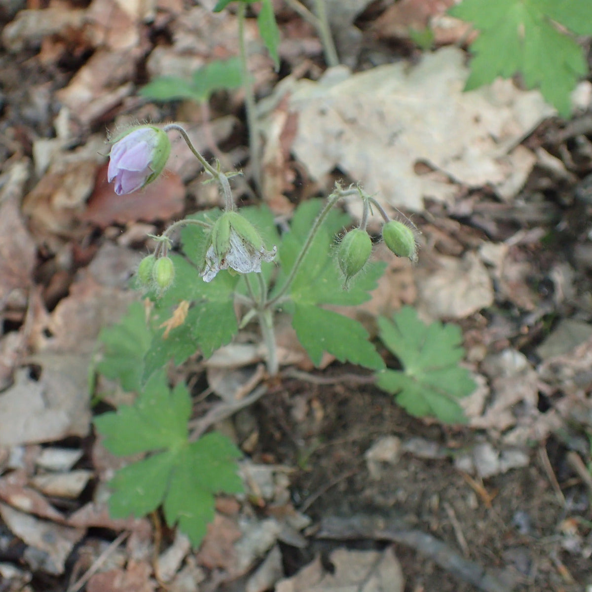 Geranium maculatum (Wild Geranium)