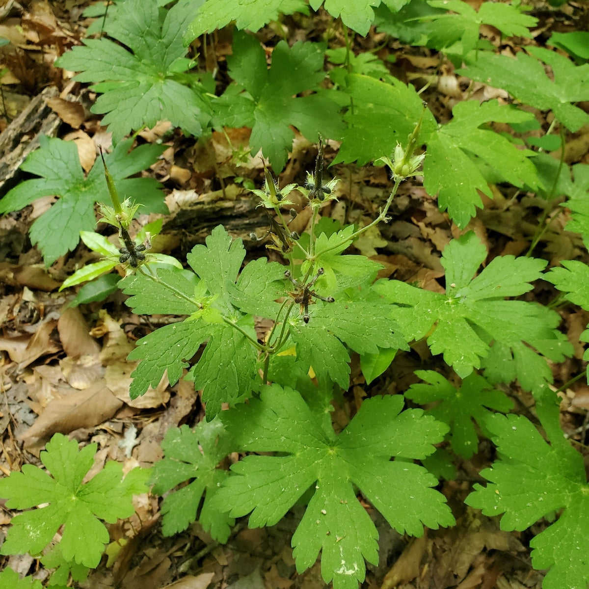 Geranium maculatum (Wild Geranium)