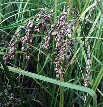 Glyceria canadensis (Rattlesnake Grass)