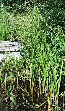 Glyceria canadensis (Rattlesnake Grass)