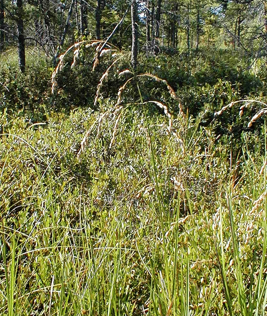 Glyceria canadensis (Rattlesnake Grass)