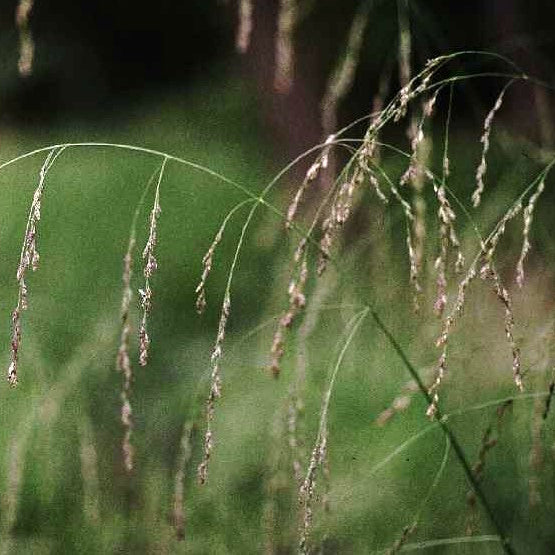 Glyceria striata (Fowl Mannagrass)