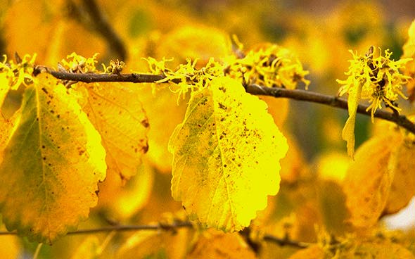 Hamamelis virginiana (Witch Hazel)