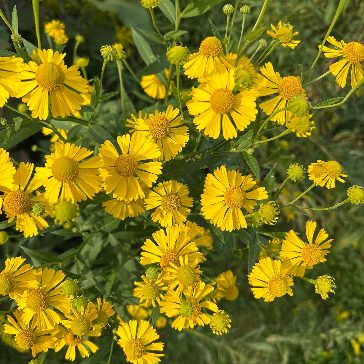 103: Northeast Wildflower Mix