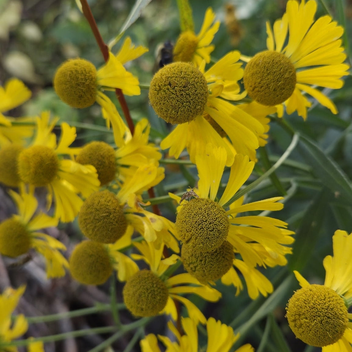 Helenium autumnale (Sneezeweed)