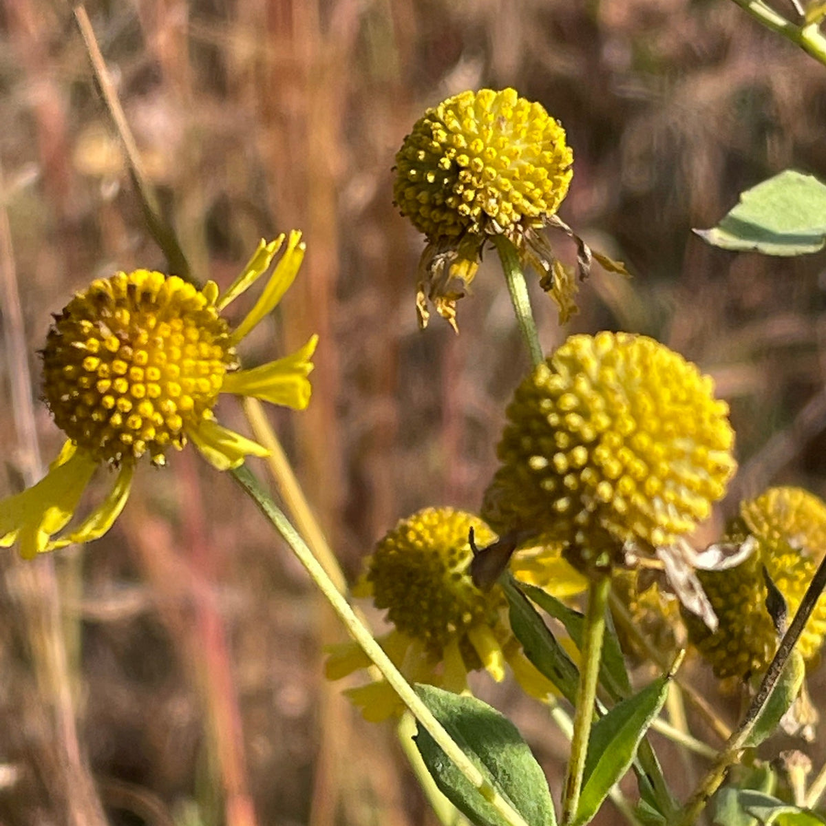 Helenium autumnale (Sneezeweed)