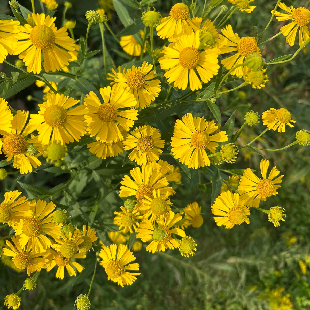 Helenium autumnale (Sneezeweed)