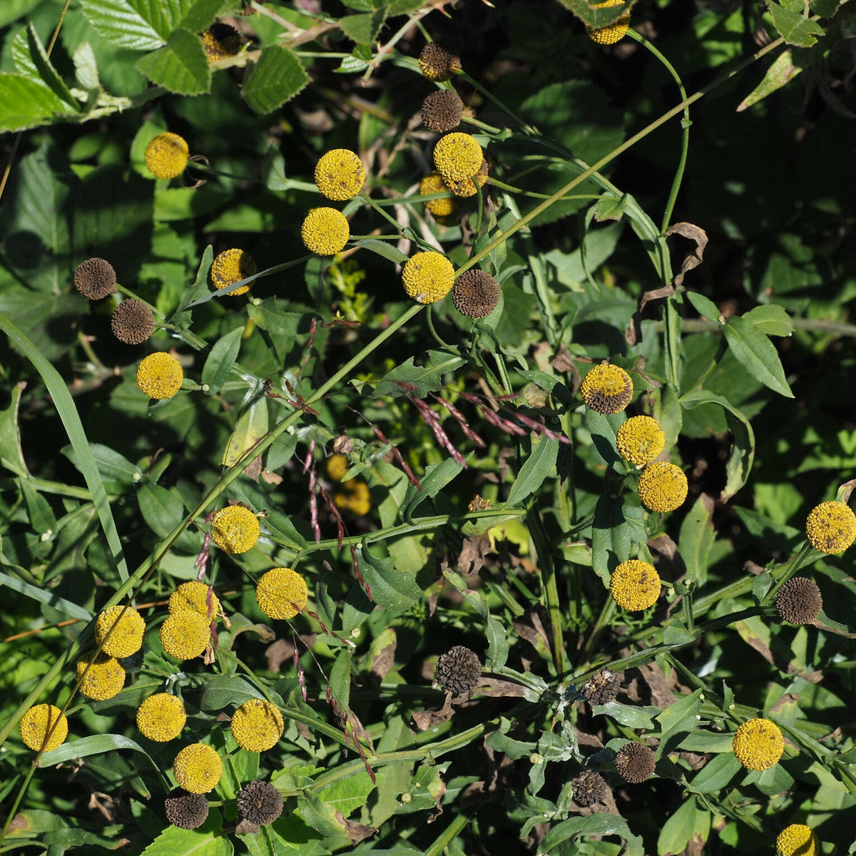 Helenium autumnale (Sneezeweed)