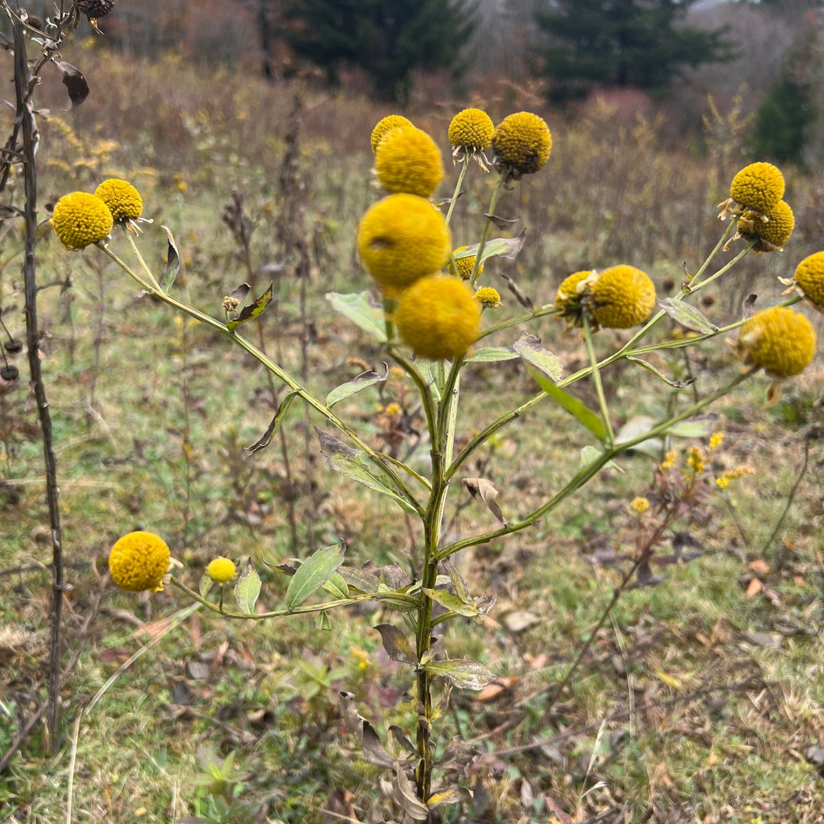 Helenium autumnale (Sneezeweed)