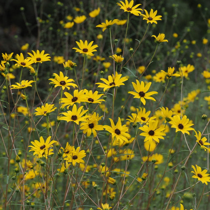 Helianthus giganteus (Giant Sunflower)