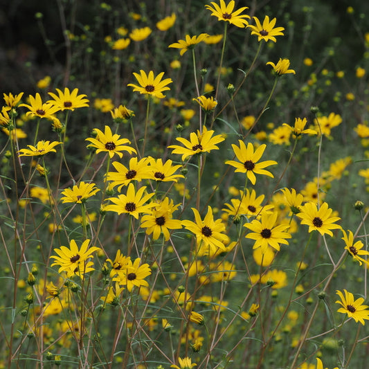 Helianthus giganteus (Giant Sunflower)