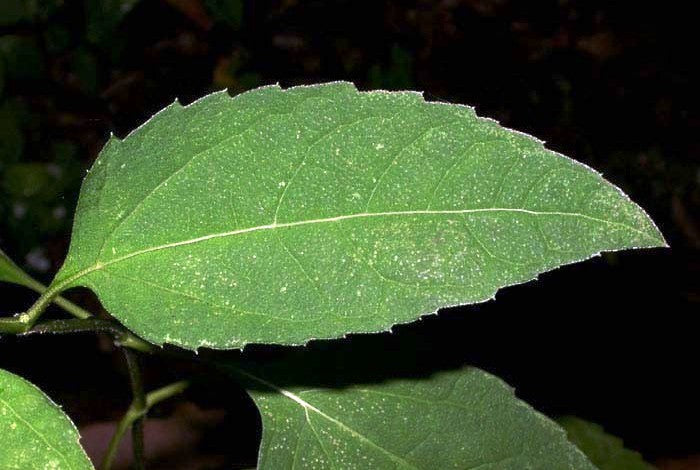 Heliopsis helianthoides (False Sunflower)