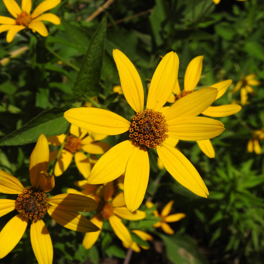 Heliopsis helianthoides (False Sunflower)