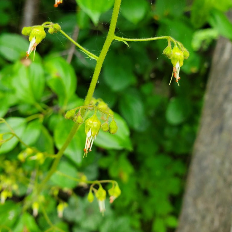 Heuchera americana (Common Alum-Root)