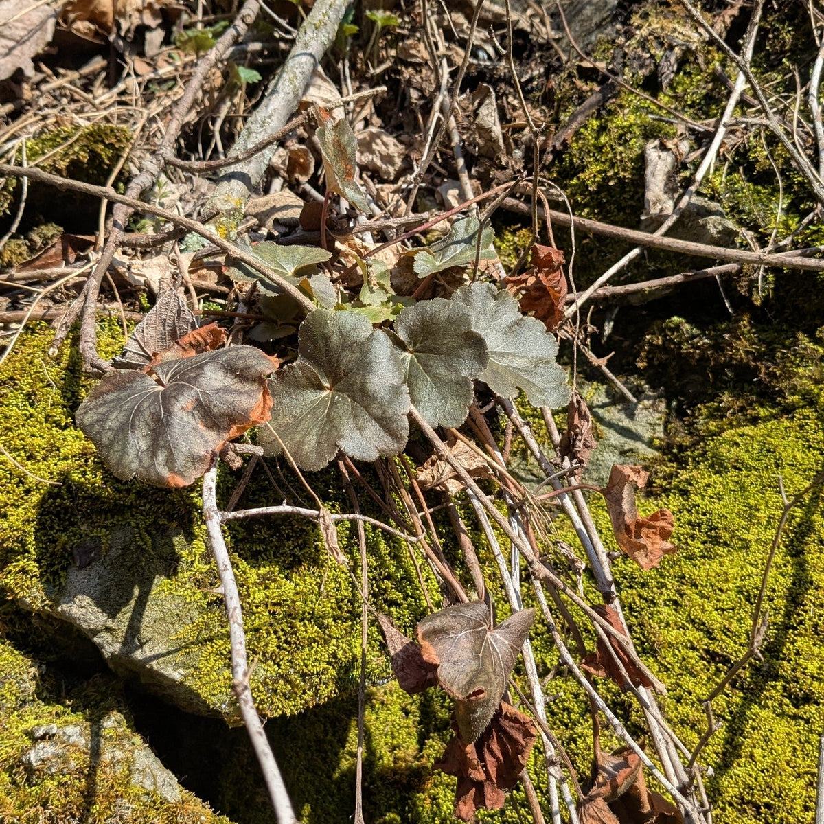 Heuchera americana (Common Alum-Root)